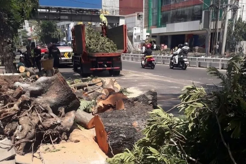 Pohon Tumbang di Jalan Pandanaran, Pemkot Semarang Evaluasi Pemeliharaan RTH