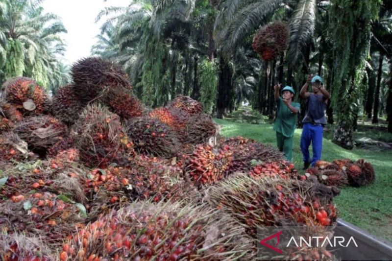 disbun-kaltim-tetapkan-harga-tertinggi-tbs-sawit-rp3542-per-kg