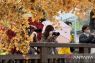 Momiji masih jadi daya tarik wisata musim gugur di Jepang