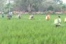 Kementan bantu petani kendalikan hama penggerak padi di Karawang