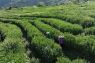 Industri teh dorong revitalisasi pedesaan di China