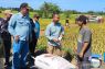 Perum Bulog HST lampaui target serap gabah 6.526 ton saat panen raya