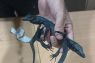 Egyptian arrested in Indonesia for smuggling protected native reptiles