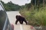 East Kalimantan's BKSDA deploys team to monitor roadside orangutan