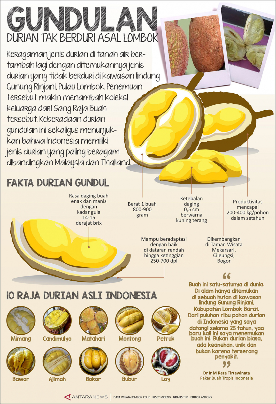 Gundulan Durian tak Berduri Asal Lombok