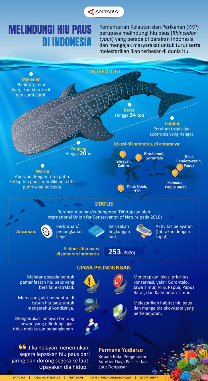 Melindungi Hiu Paus Di Indonesia Infografik Antara News