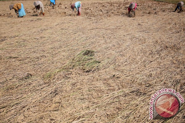 "Bapak padi hibrida" Tiongkok bilang panen bisa 16 ton/hektare