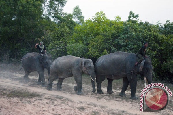 Gajah Sumatra Terancam Punah
