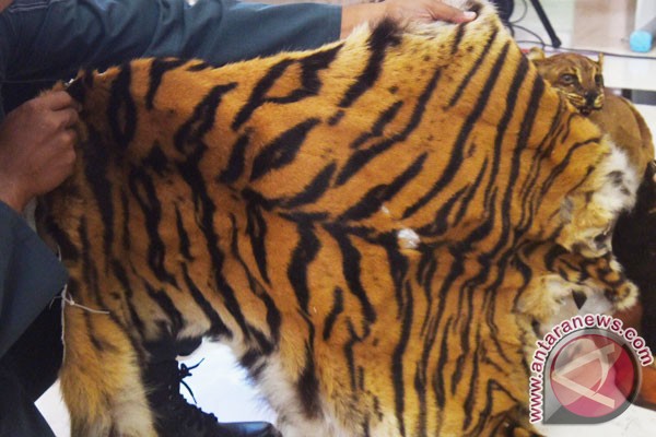 Kementerian LHK sita kulit harimau Sumatra