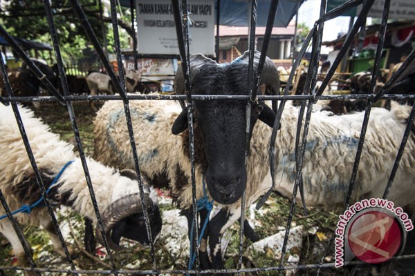 Panitia Idul Adha juga bagikan hewan kurban ke non-muslim
