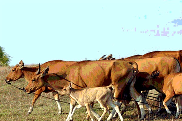 Dirjen: populasi sapi Indonesia capai 14,6 juta ekor Dirjen: populasi sapi Indonesia capai 14,6 juta ekor