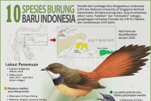 10 spesies burung baru Indonesia
