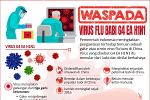 Waspada virus flu babi G4 EA H1N1