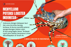 Menyelami potensi lobster Indonesia