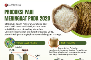 Produksi padi meningkat pada 2020