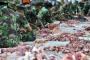 LDII-DMI Bagikan 5 Ribu Paket Daging Qurban se-Jakarta